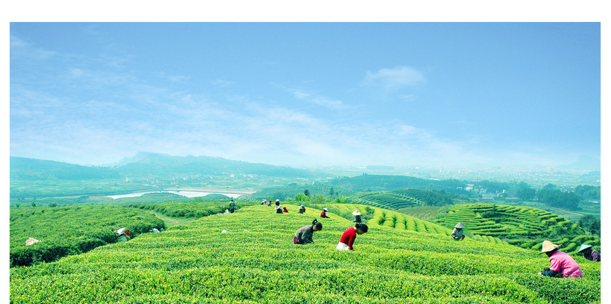 康師傅綠茶促銷員工制服設(shè)計成功案例