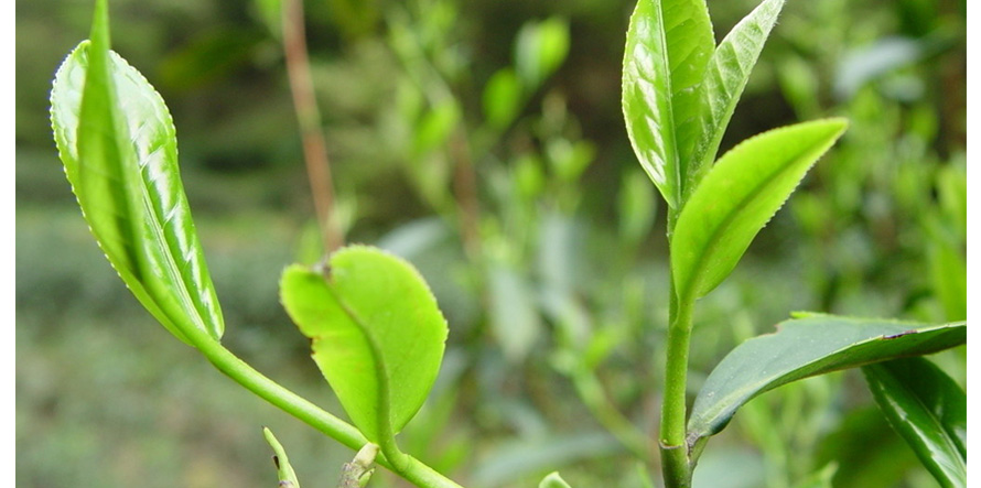 康師傅綠茶促銷員工制服設(shè)計成功案例